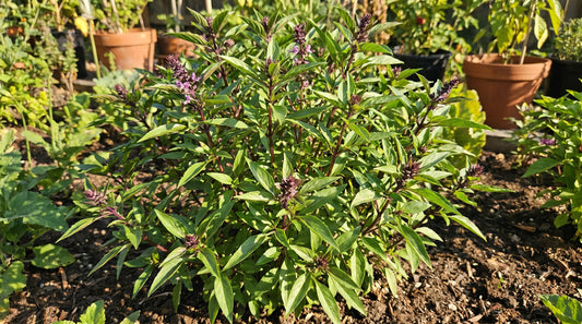 A full-grown Thai basil plant with purple stems in a sunny garden