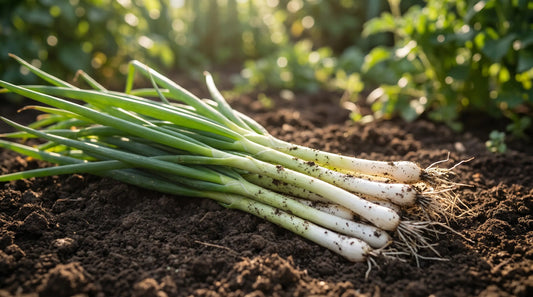 A freshly pulled bunch of Tokyo Long White scallions with long white stalks and green tops