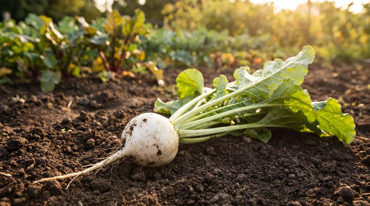 A White Albino beet with a pure white round root and green tops in a sunny garden.