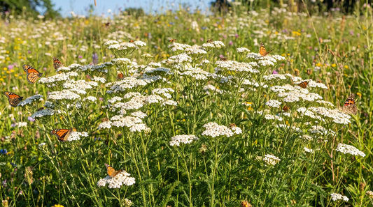 How to grow white yarrow: mature Achillea millefolium with white flower clusters and pollinators