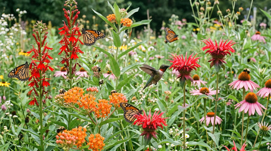 A bright wildflower meadow with monarch butterflies and a hummingbird feeding on red, orange and pink nectar flowers