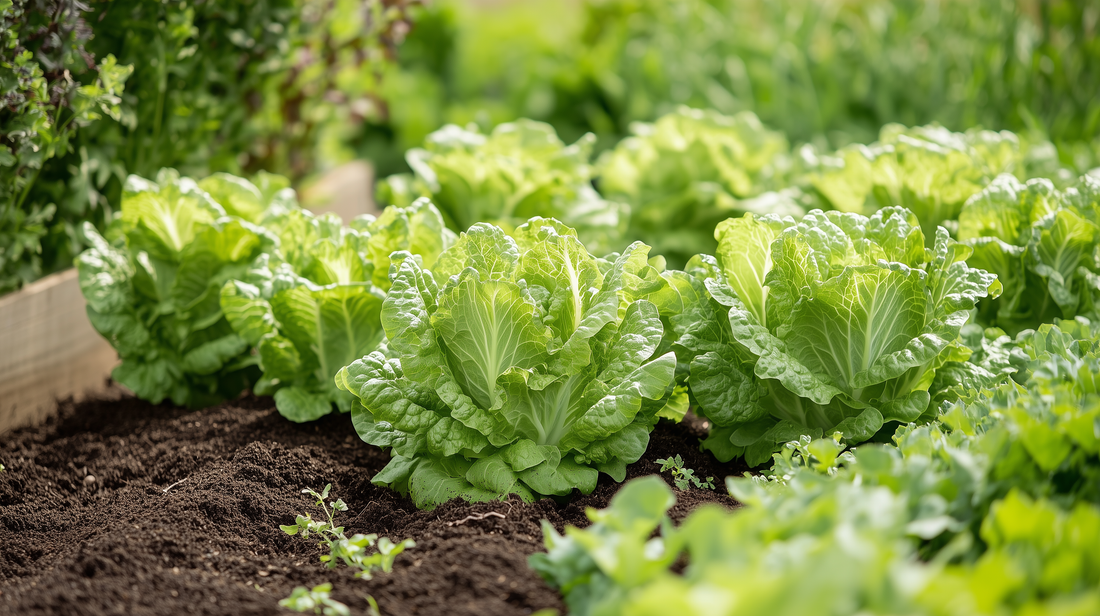 Iceberg Lettuce