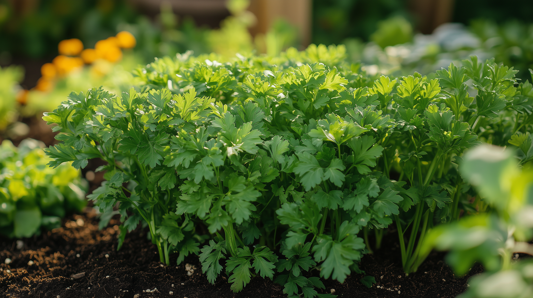 Italian Parsley