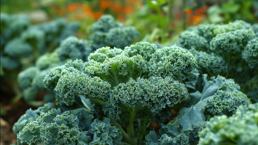 Kale Vates, Dwarf Blue Curled Scotch