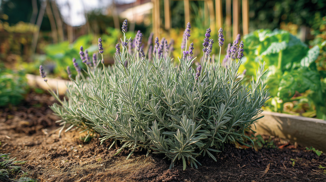Lavender