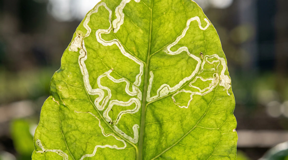 Leaf Miners: Identify & Get Rid of Them Organically