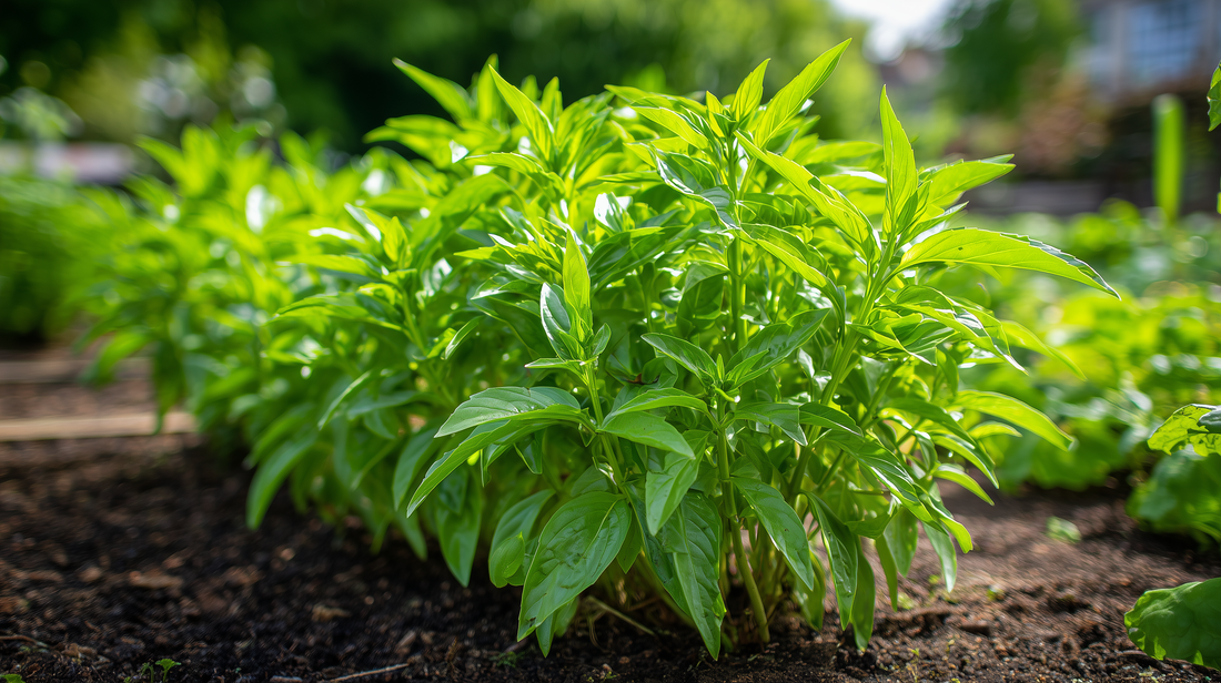 Lemon Basil