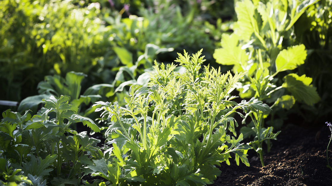 Lovage
