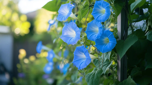 Sky-blue morning glory flowers climbing a garden trellis in full sun