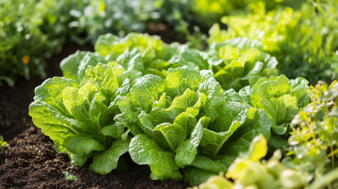 Oakleaf Green Lettuce