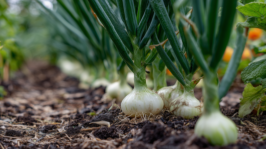 Onion Early Texas White