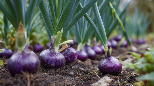 Onion Violet de Galmi