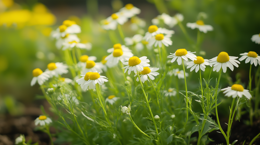 German Chamomile