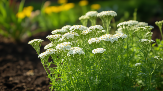 White Yarrow