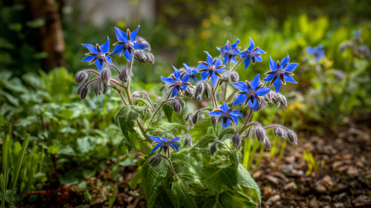 Borage