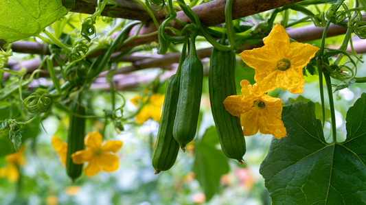 Luffa