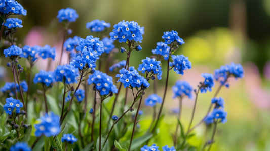 Cape Forget-Me-Not