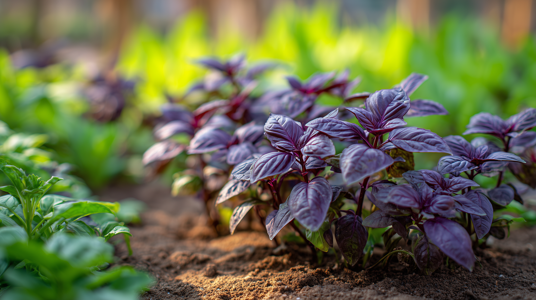 Purple Basil