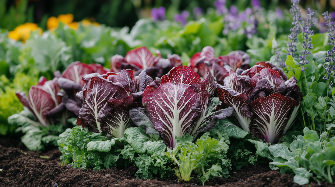 Radicchio