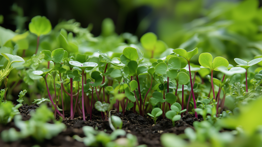 Growing Guides Microgreens