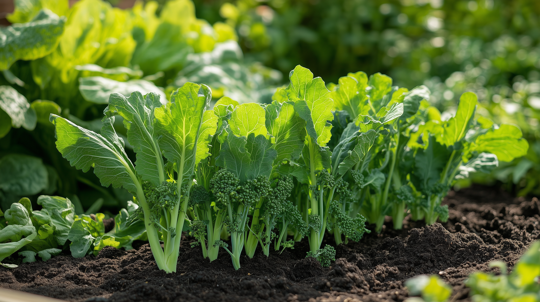 Rapini