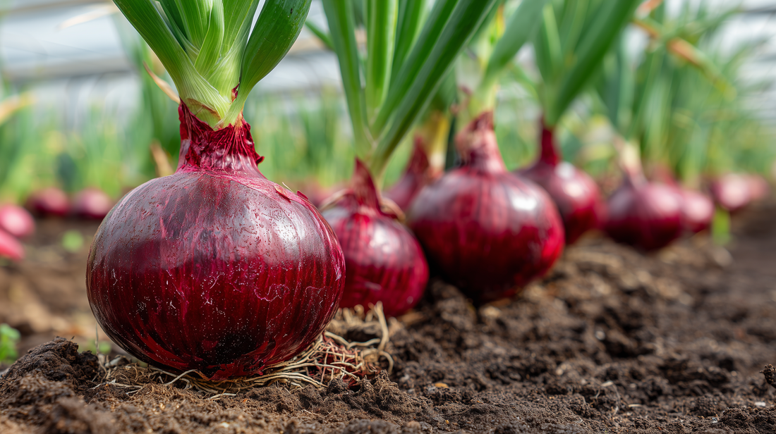 Red Burgundy Onion