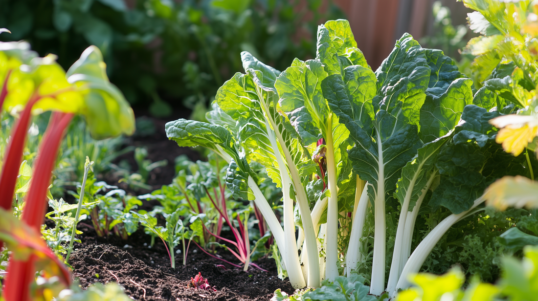 Swiss Chard Fordhook