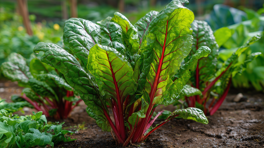 Swiss Chard Ruby Red