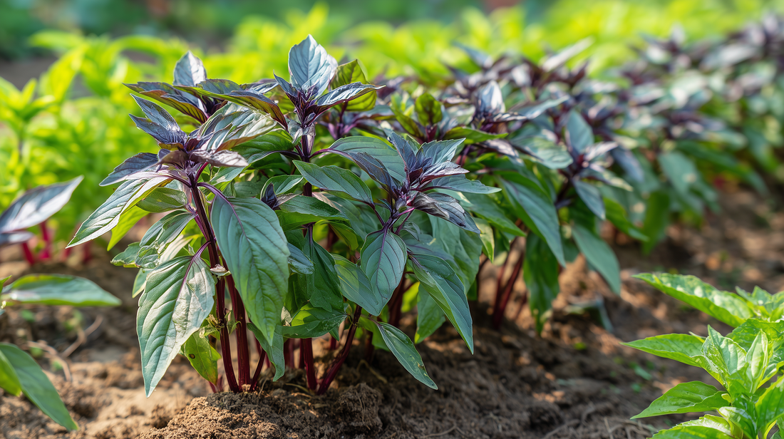 Thai, Licorice Basil