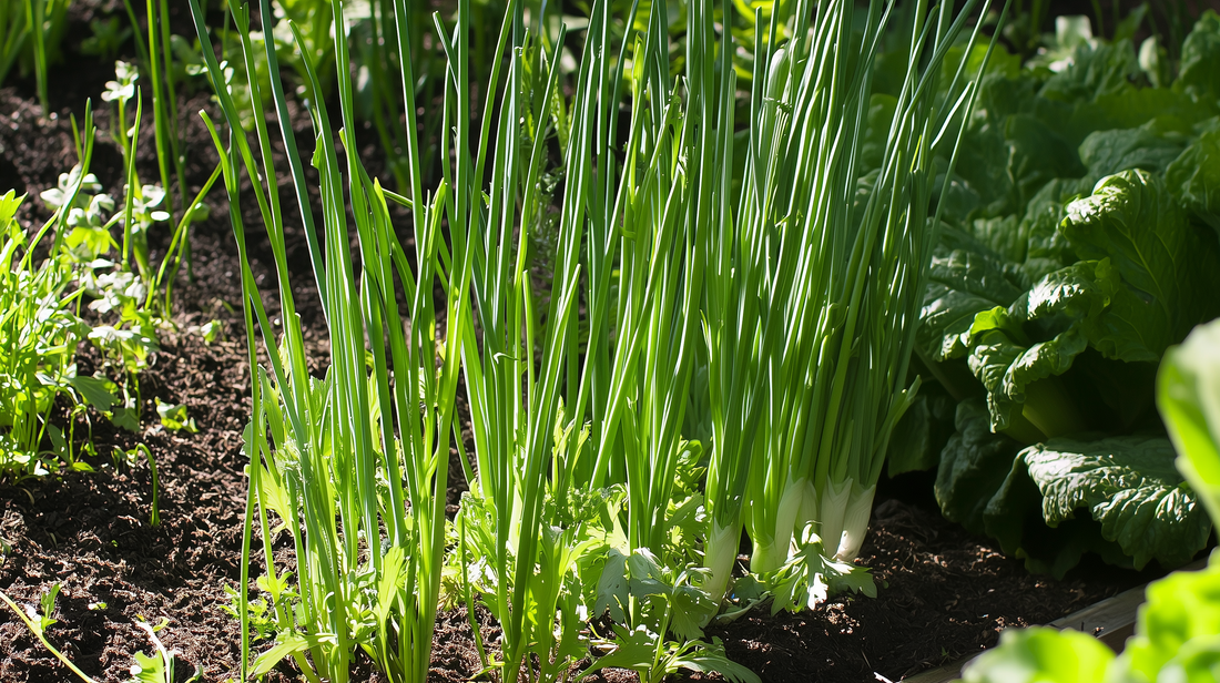 Tokyo Long White Scallion
