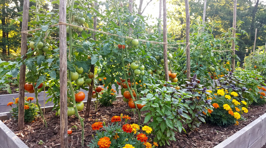 Staked tomato plants interplanted with basil and marigolds in a garden bed