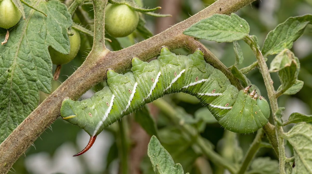 Tomato Hornworm Life Cycle: Break It, Save Fruit