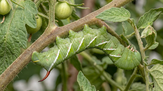 Tomato Hornworm Life Cycle: Break It, Save Fruit