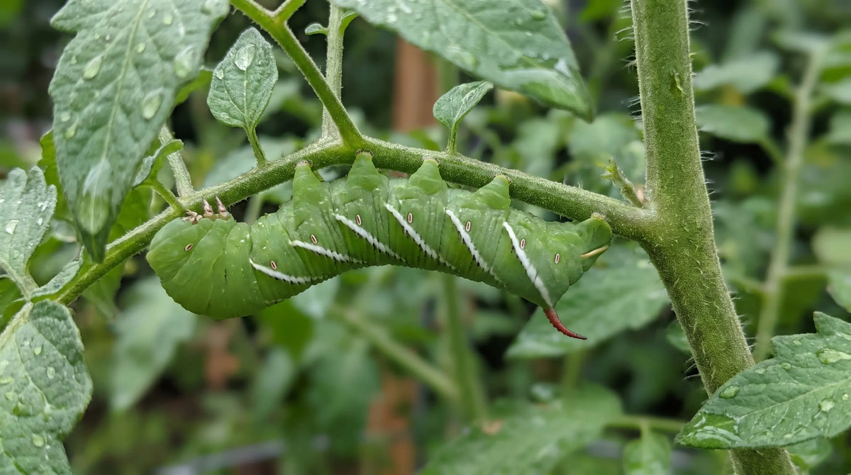 Tomato Hornworm: How to Identify and Get Rid of Them