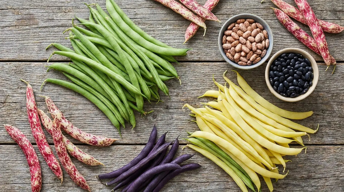 A spread of bean types on wood — green and yellow wax snap beans, purple beans, speckled borlotti pods, and bowls of dried pinto and black beans