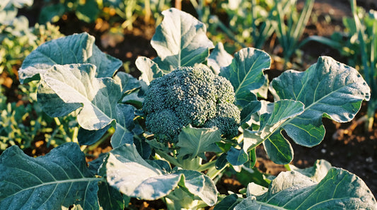 When to Harvest Broccoli Before It Bolts