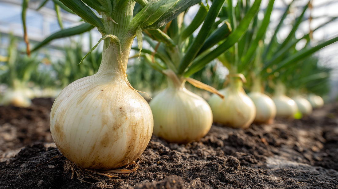 White Grano PRR Onion