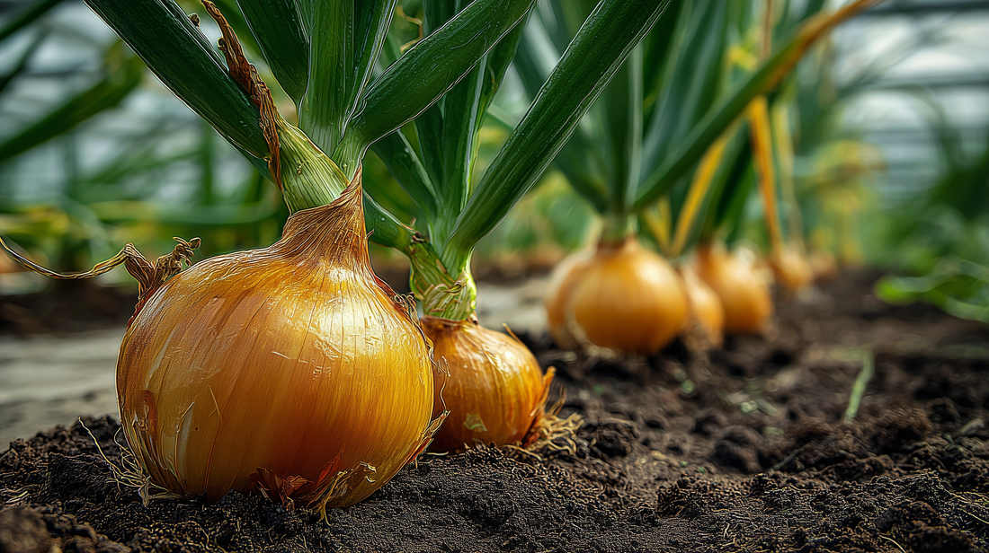 Yellow Sweet Spanish Onion