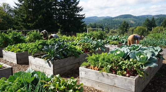 Zone 3 vegetable garden bed in a short northern growing season, illustrating the Zone 3 planting calendar