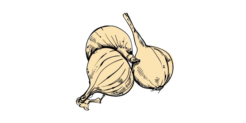 Barletta Onion - Organo Republic