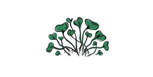 Broccoli Microgreens - Organo Republic