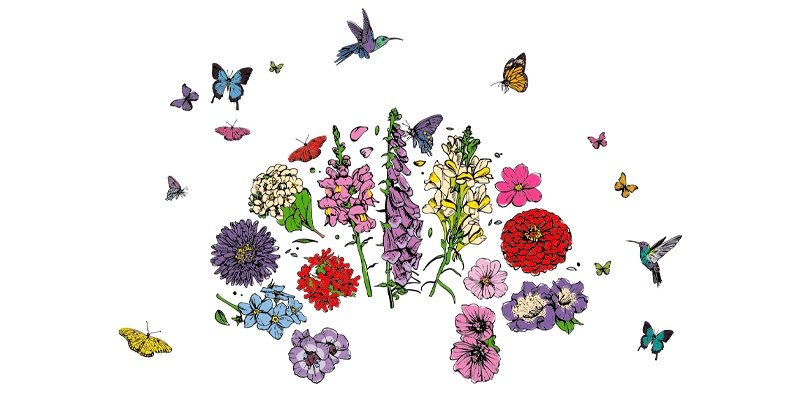 Butterfly & Hummingbirds Mix Wildflowers - Organo Republic