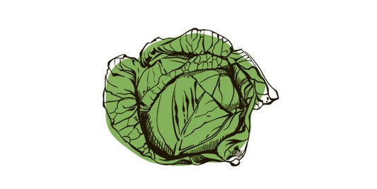 Cabbage Golden Acre - Organo Republic