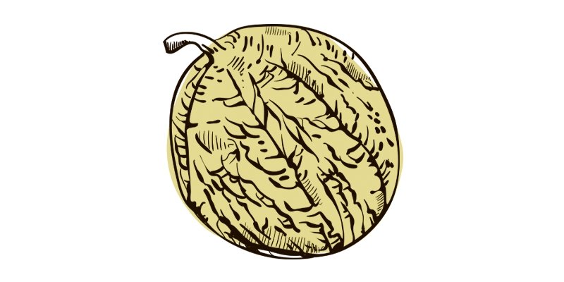 Cantaloupe Minnesota Midget - Organo Republic
