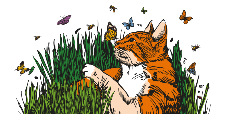 Cat Grass