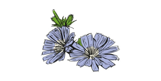 Chicory - Organo Republic