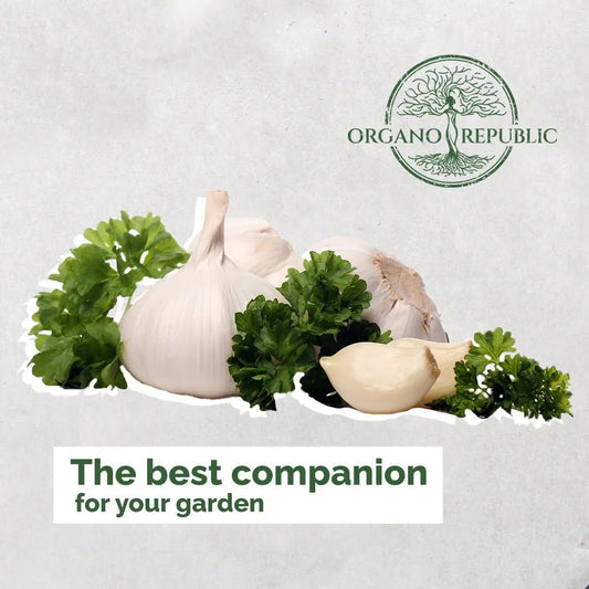 Chives Companion Planting - Organo Republic