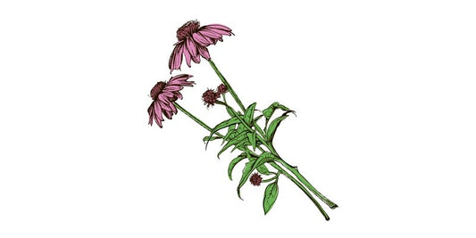 Echinacea - Organo Republic