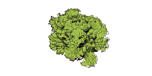 Green Leaf Lettuce - Organo Republic