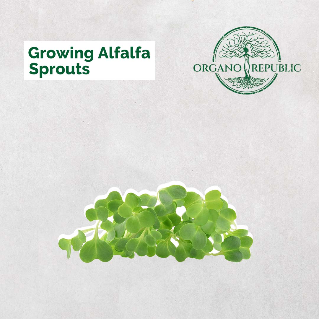 Growing Alfalfa Sprouts - Organo Republic